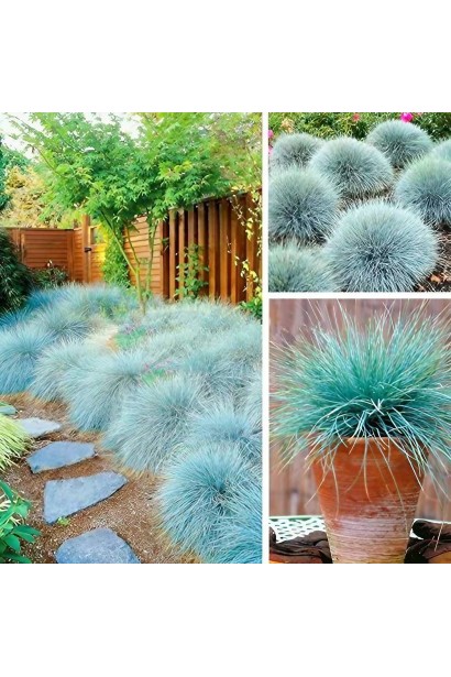 Вівсяниця блакитна/сиза Інтенсив Блю саджанці